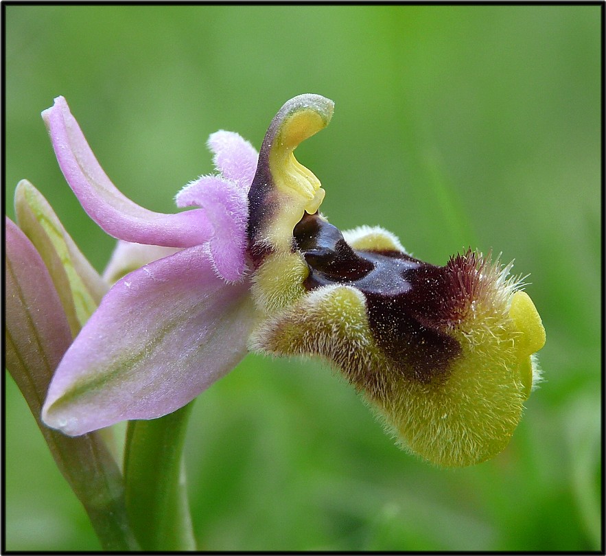 Ophrys tenthredinifera.